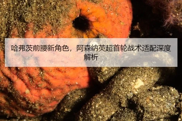 ha-fu-ci-qian-yao-xin-jue-se-a-sen-na-ying-chao-shou-lun-zhan-shu-shi-pei-shen-du-jie-xi-3-397.jpg