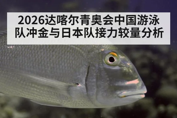 2026达喀尔青奥会中国游泳队冲金与日本队接力较量分析